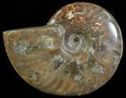 Flashy Red Iridescent Ammonite - Wide #66651-1